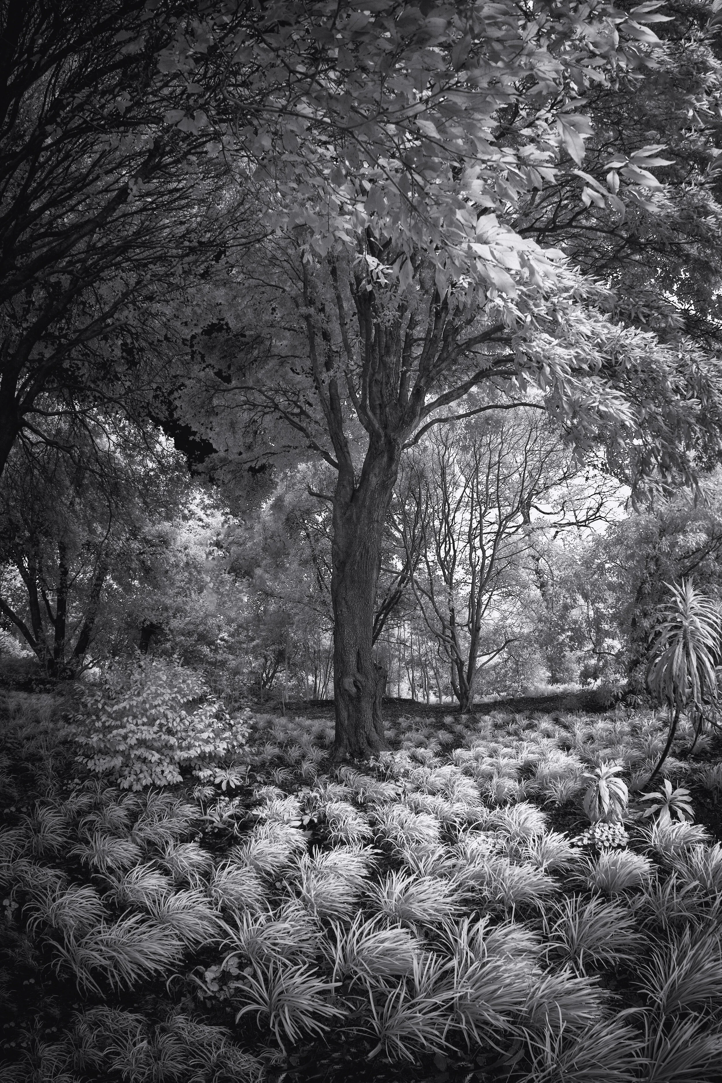 snowdrops and large tree low for website copywright.jpg