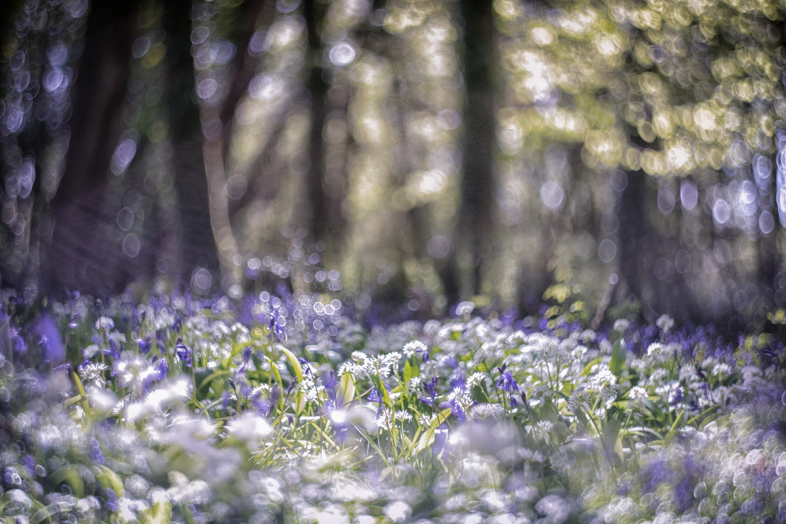 bluebells bokeh 5 final low.jpg