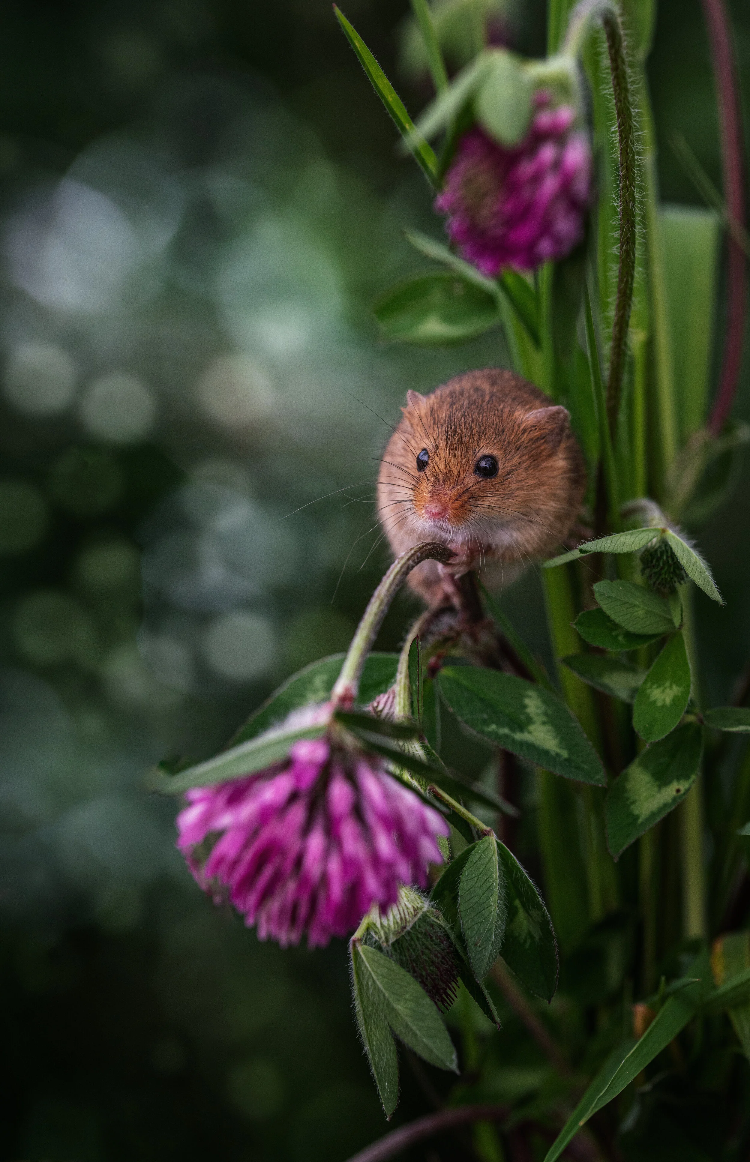 mouse in clover 1.jpg