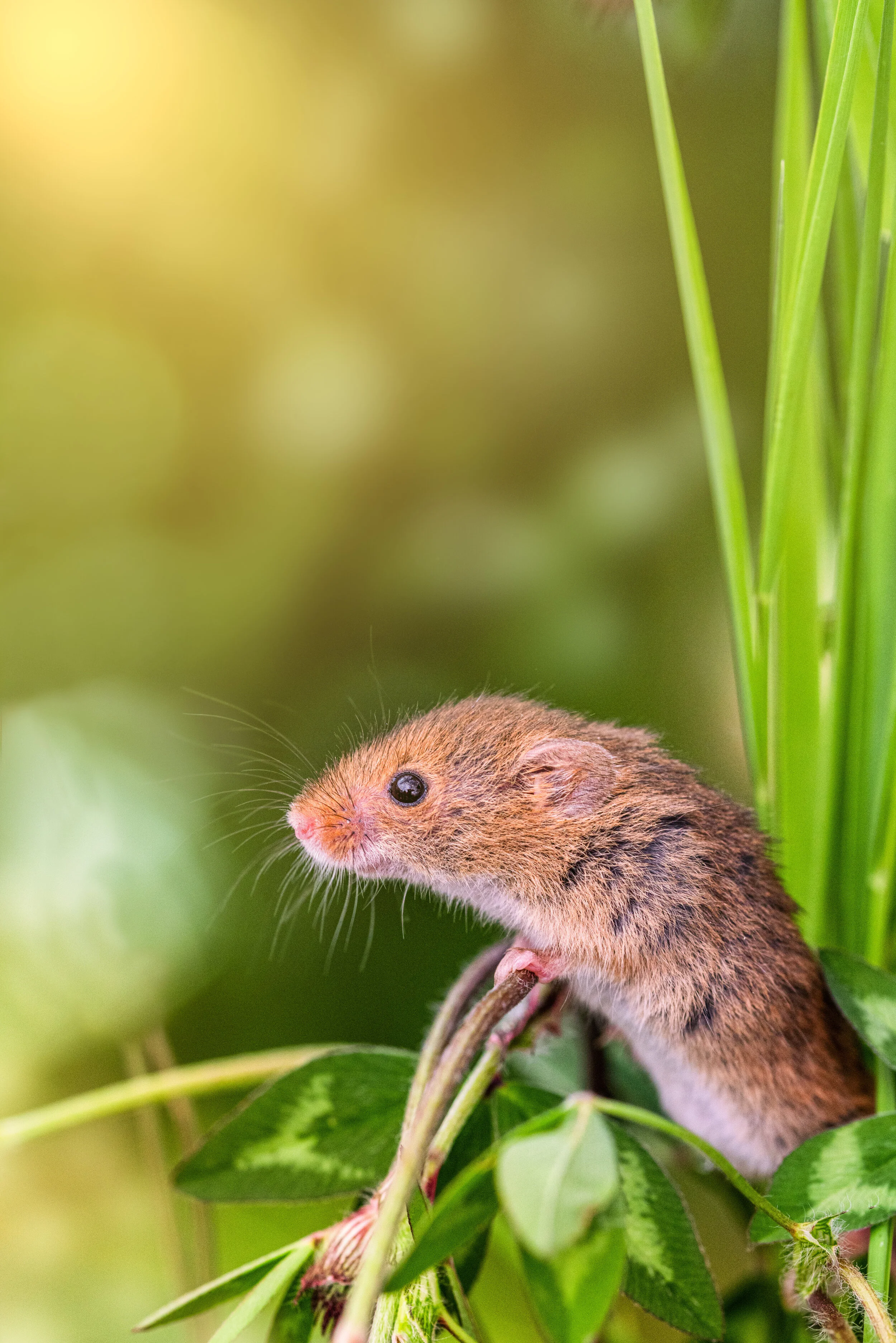 field mouse 1 golden.jpg