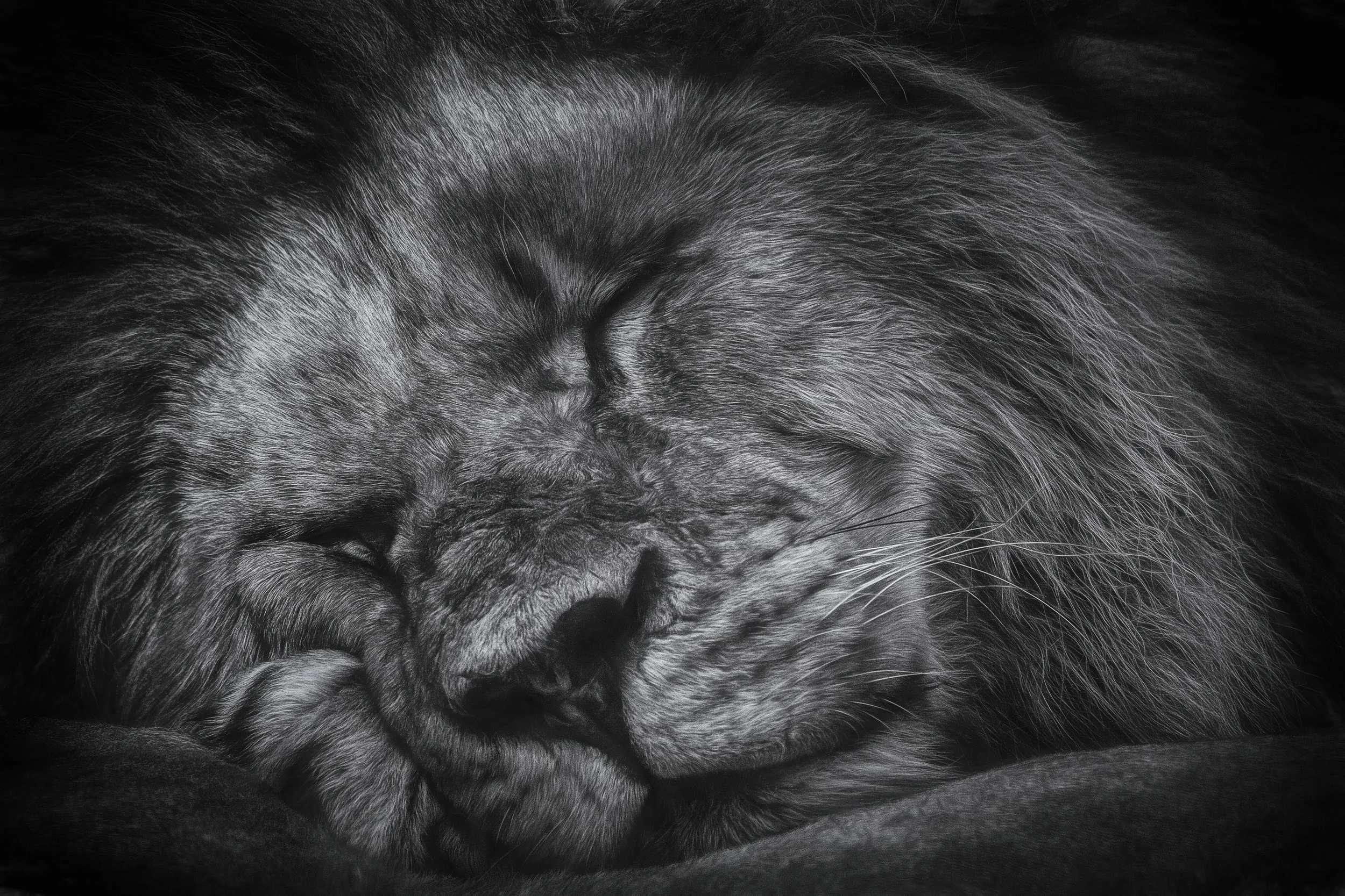 Sleeping Lion final smooth lower.jpg