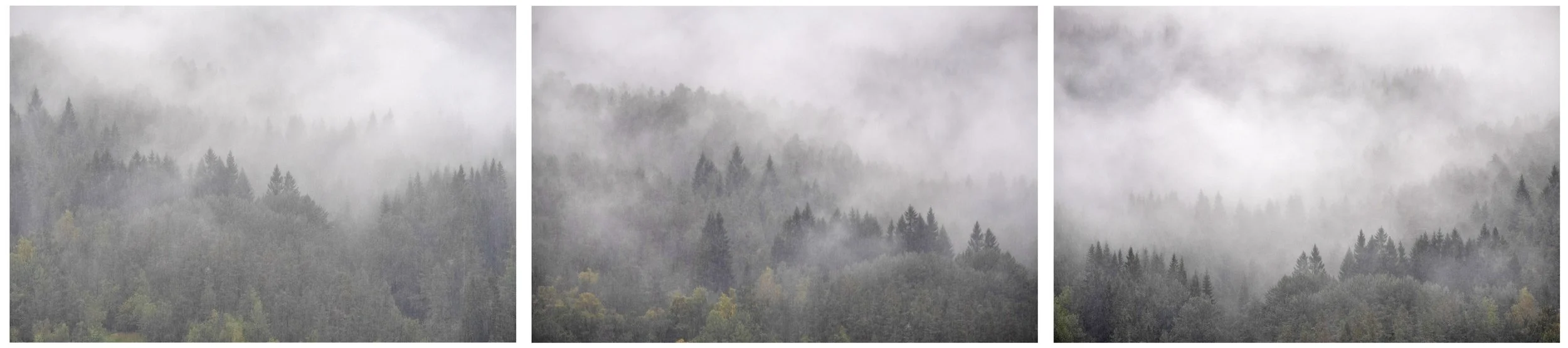 Norweigen misty trees collection 36 by 8 high res.jpg