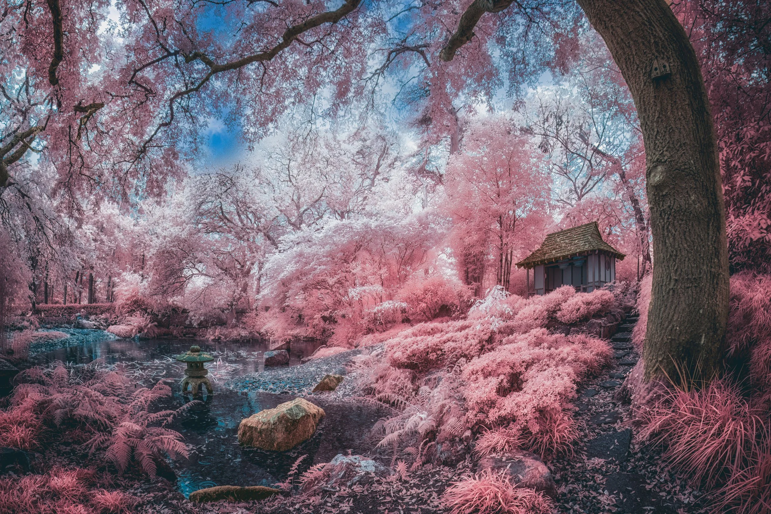 Infrared Japanese Garden