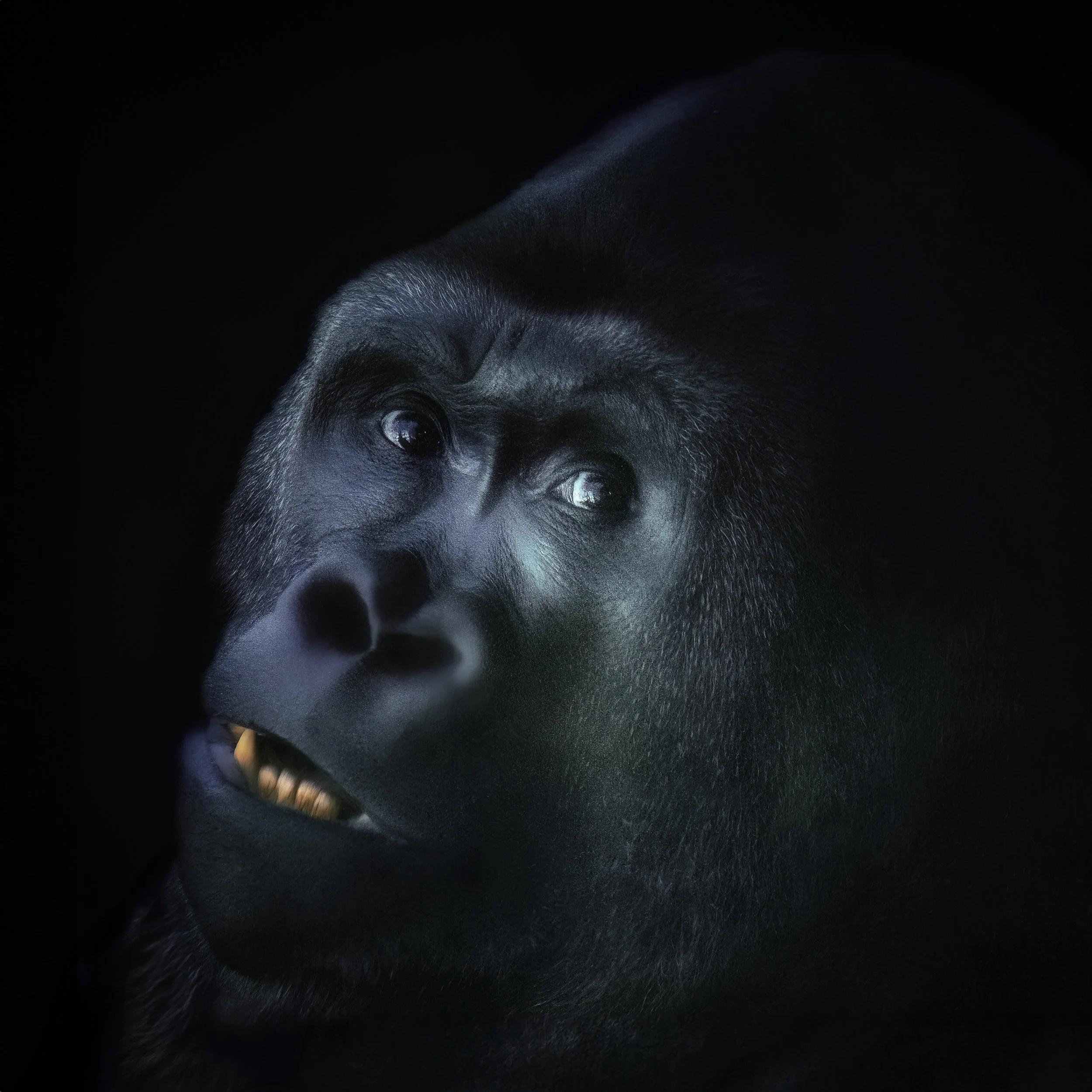 Gorilla Portrait with teeth
