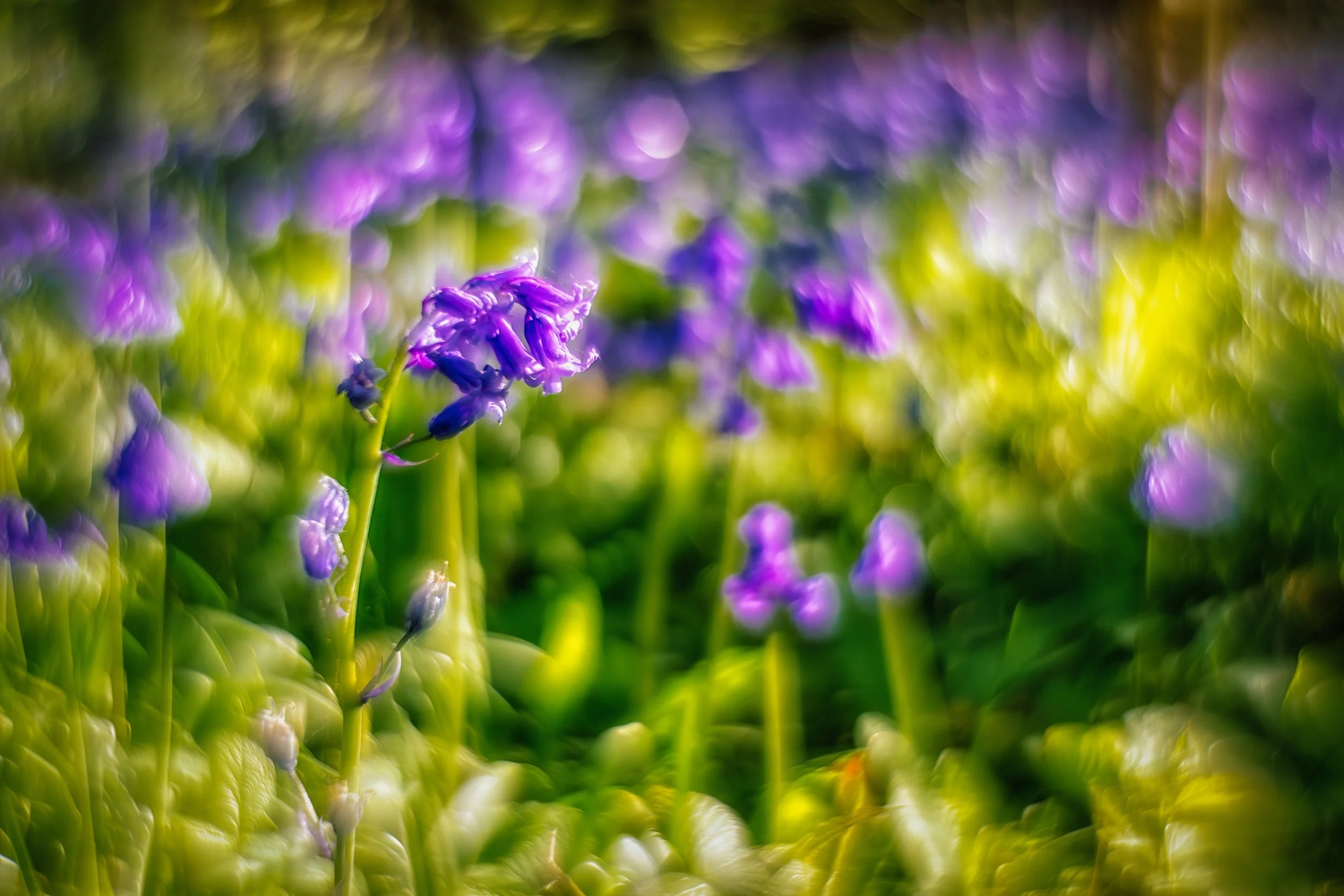 Bluebells 8 low final.jpg