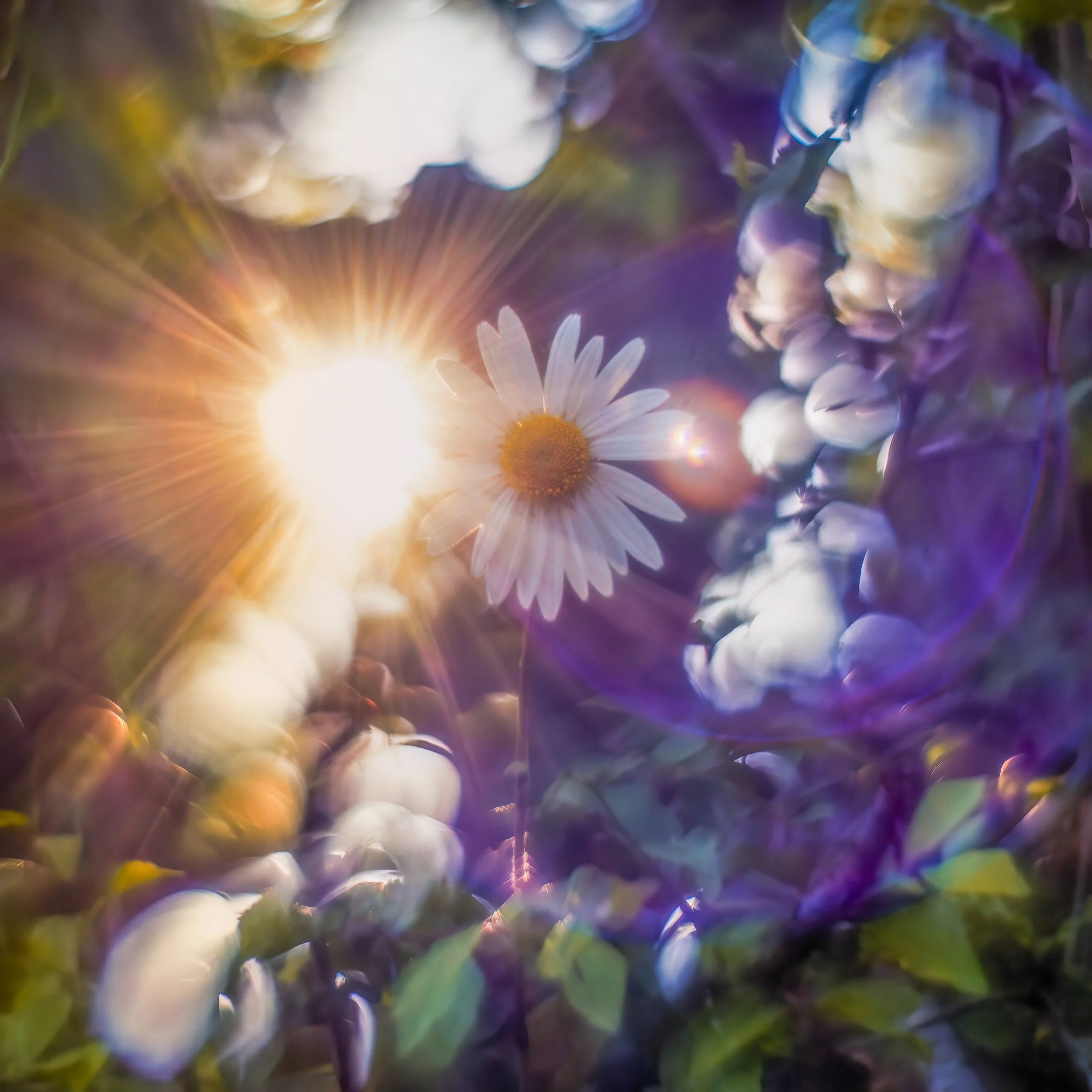 Daisy and sunburst 9 final.jpg