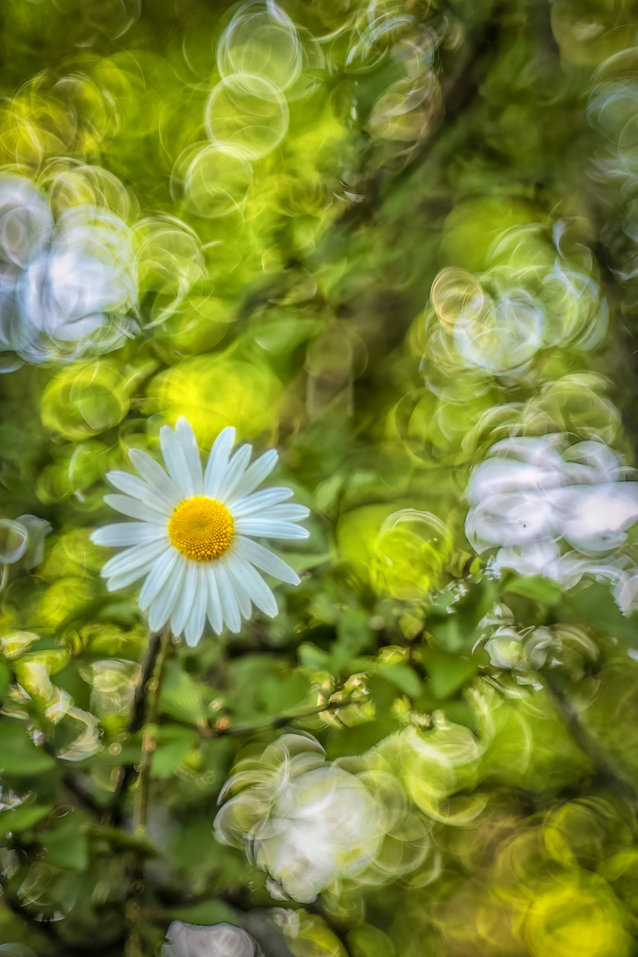 Daisy bubble bokeh 5 final.jpg