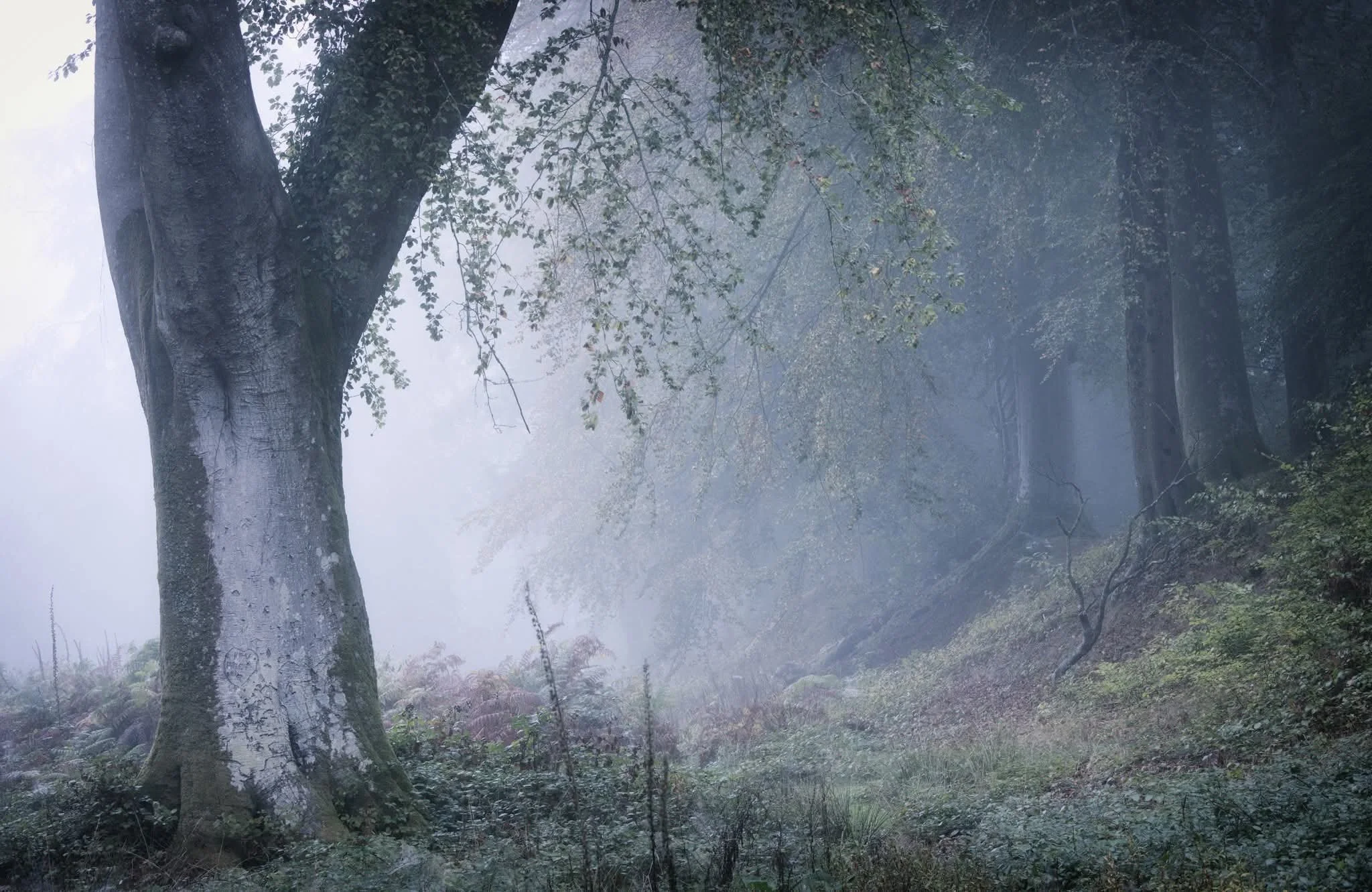 Pebblebeds woodland