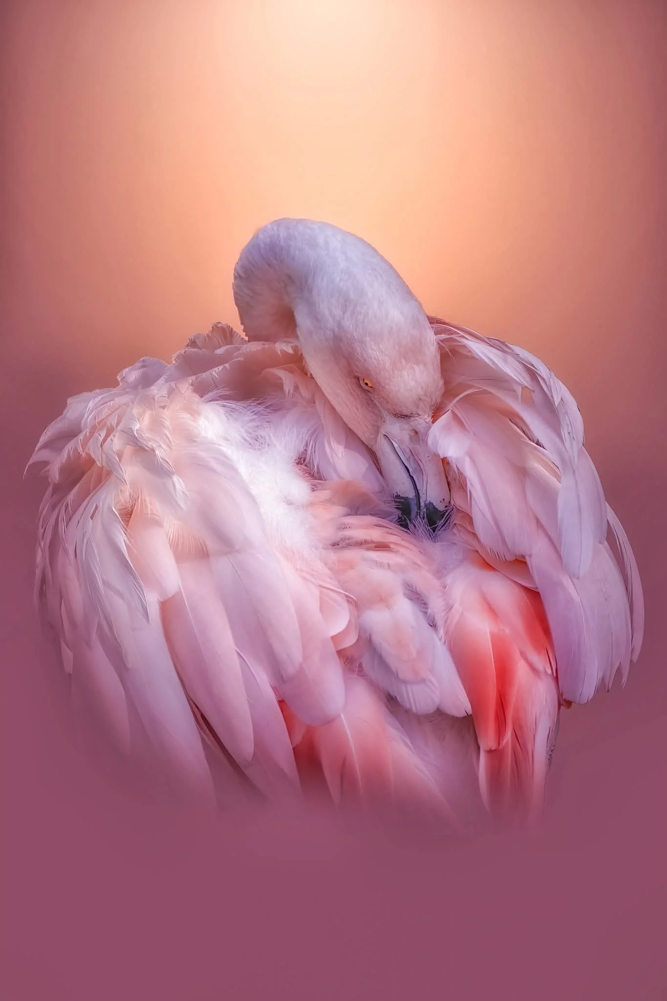 Flamingo on an pink background 