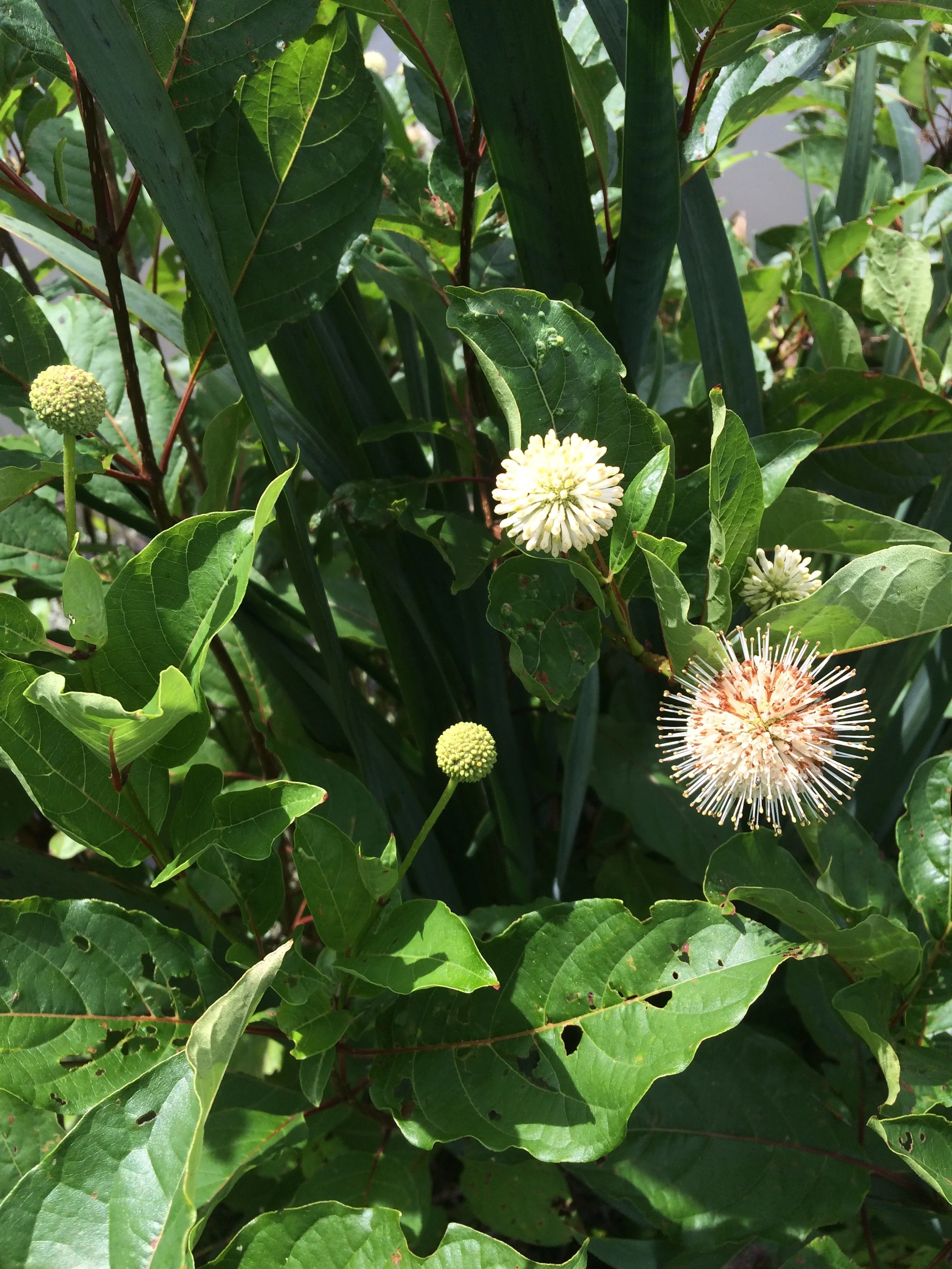 Button Bush