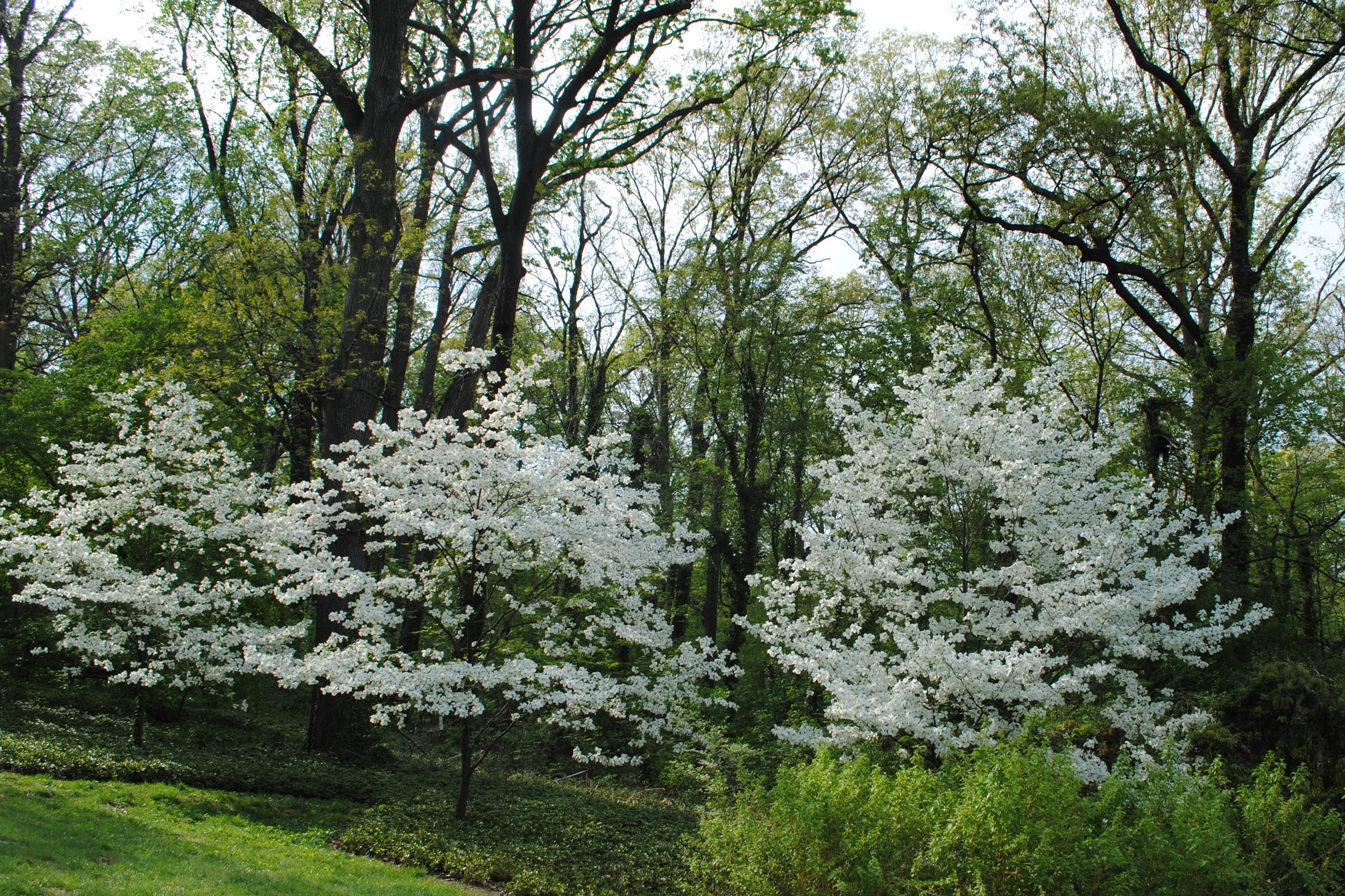 Native dogwoods in bloom at the National Arboretum.