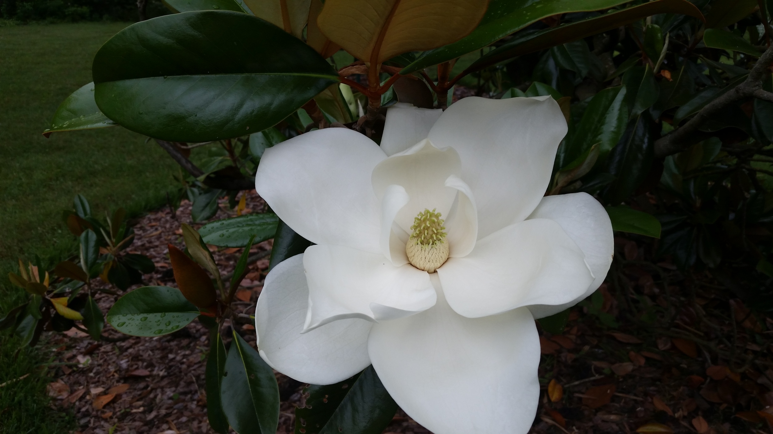 Magnolia grandiflora
