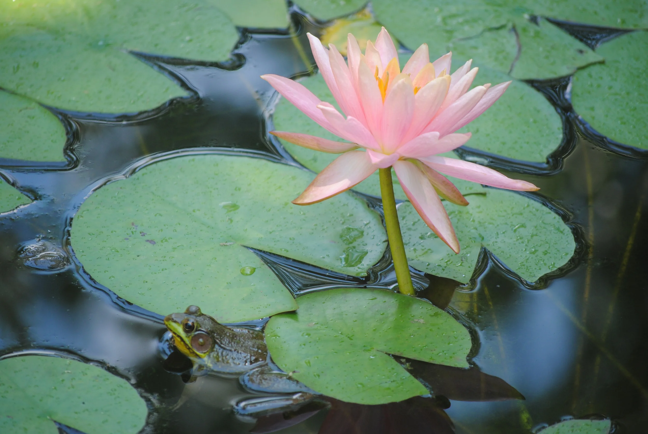 Could this frog from Merikay's pond be a relative to Alexander's tadpole?
