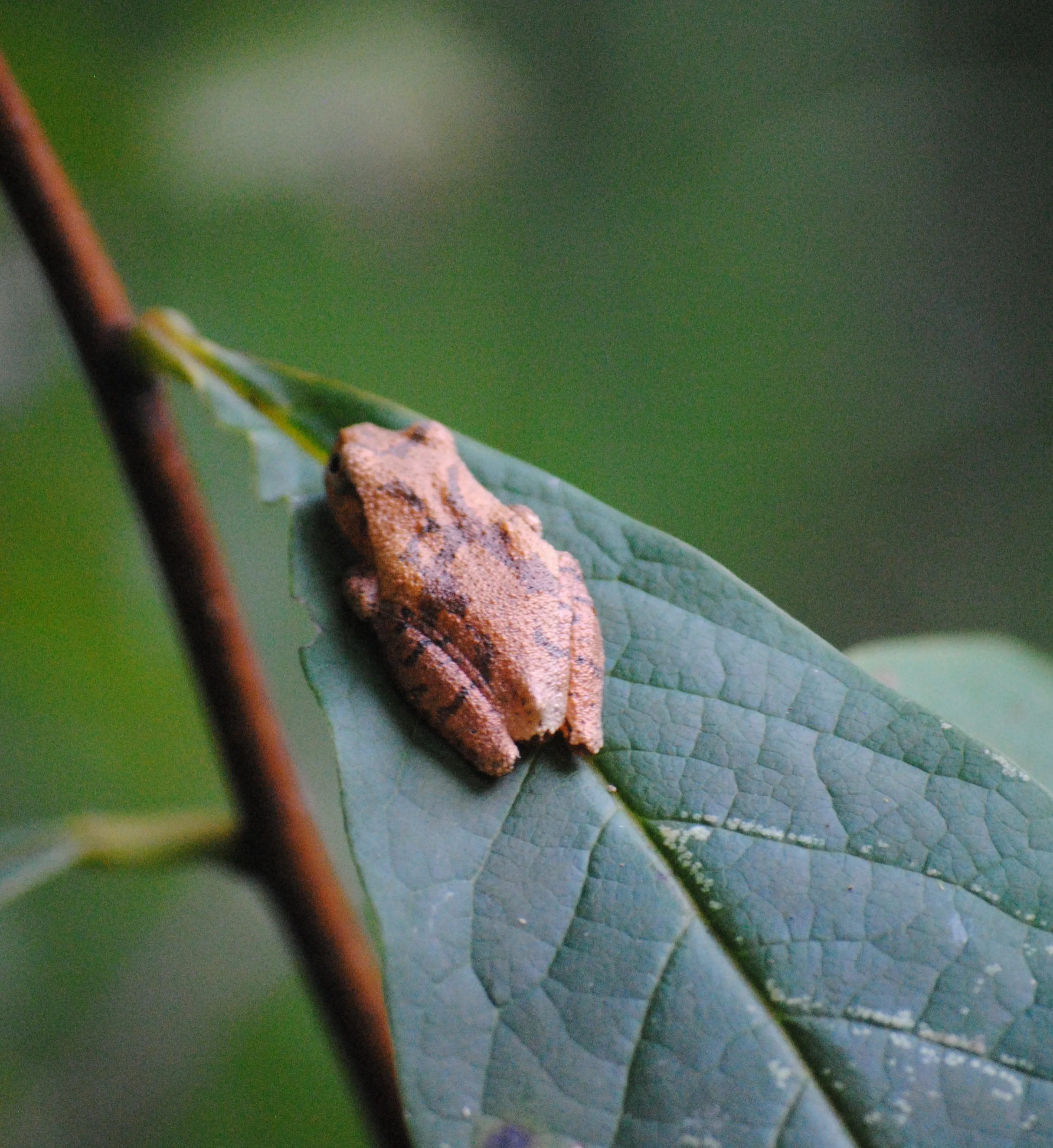 On a pawpaw tree leaf.