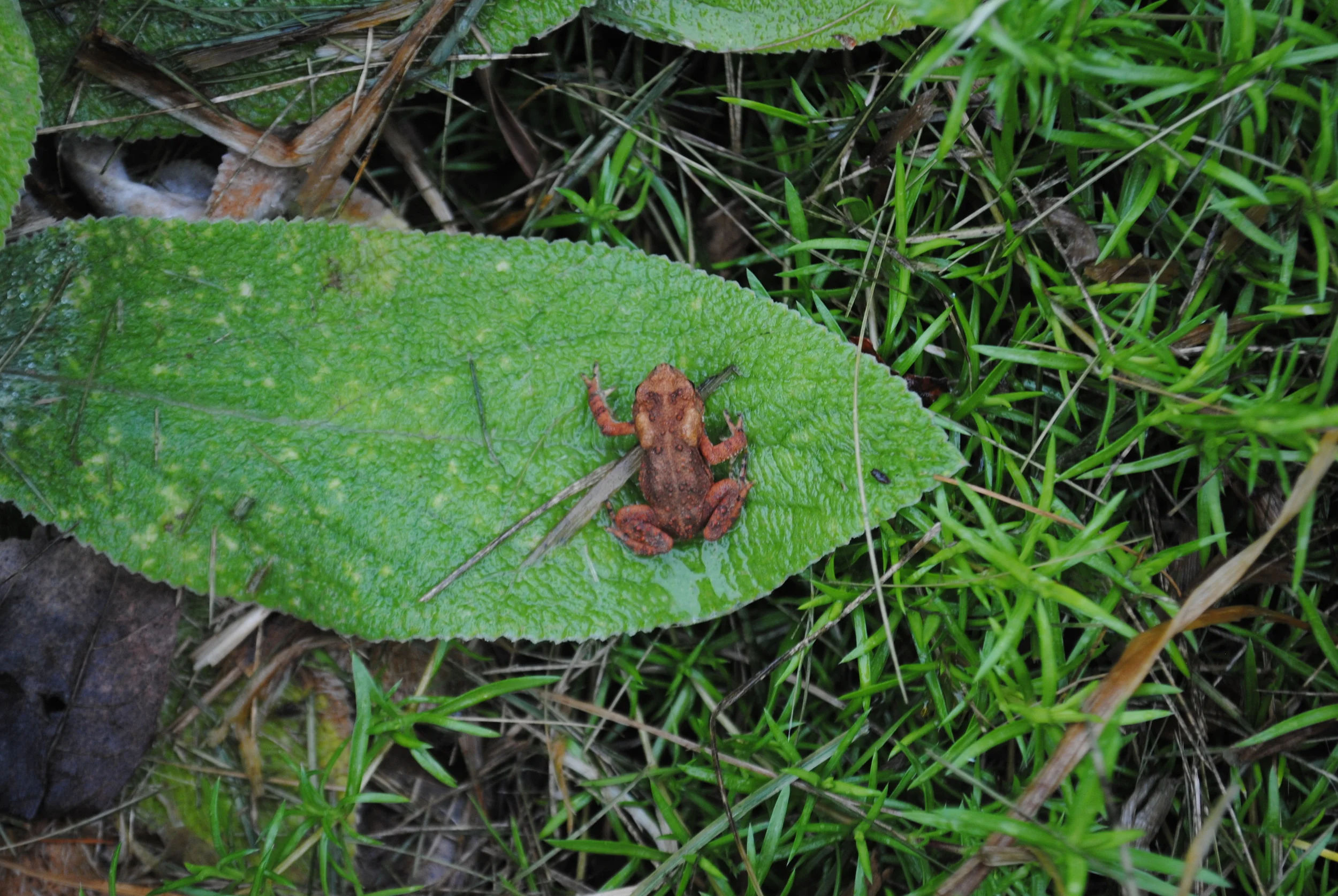 Merikay almost stepped on me -- I'm only about an inch across.