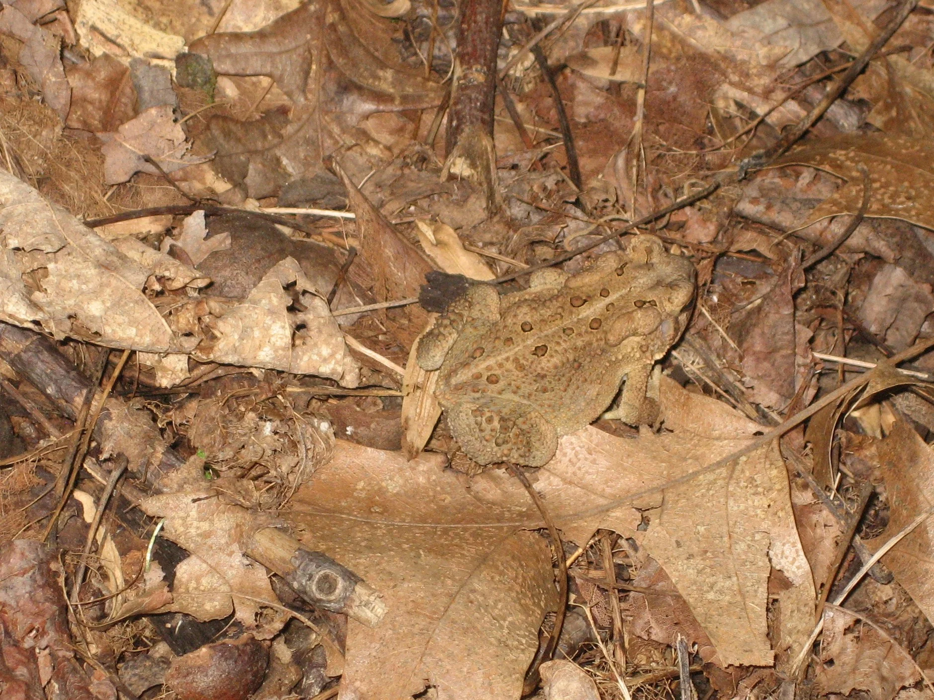 Find me in the leaves if you can.