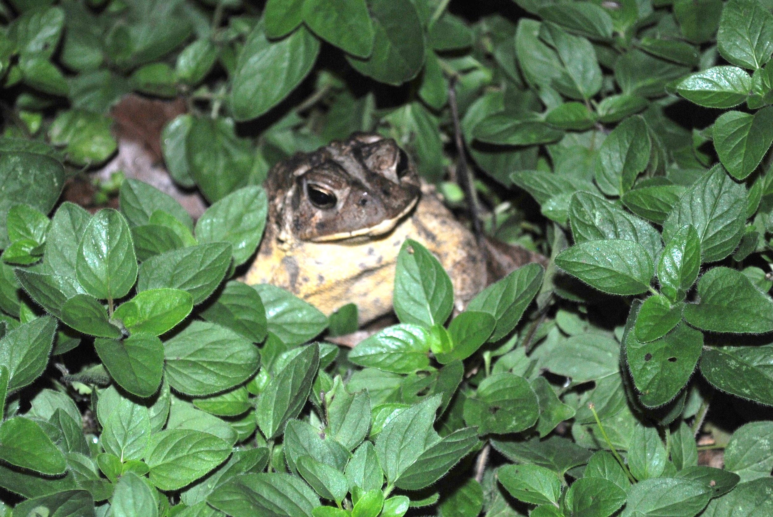 In a patch of oregano -- pizza, anyone?