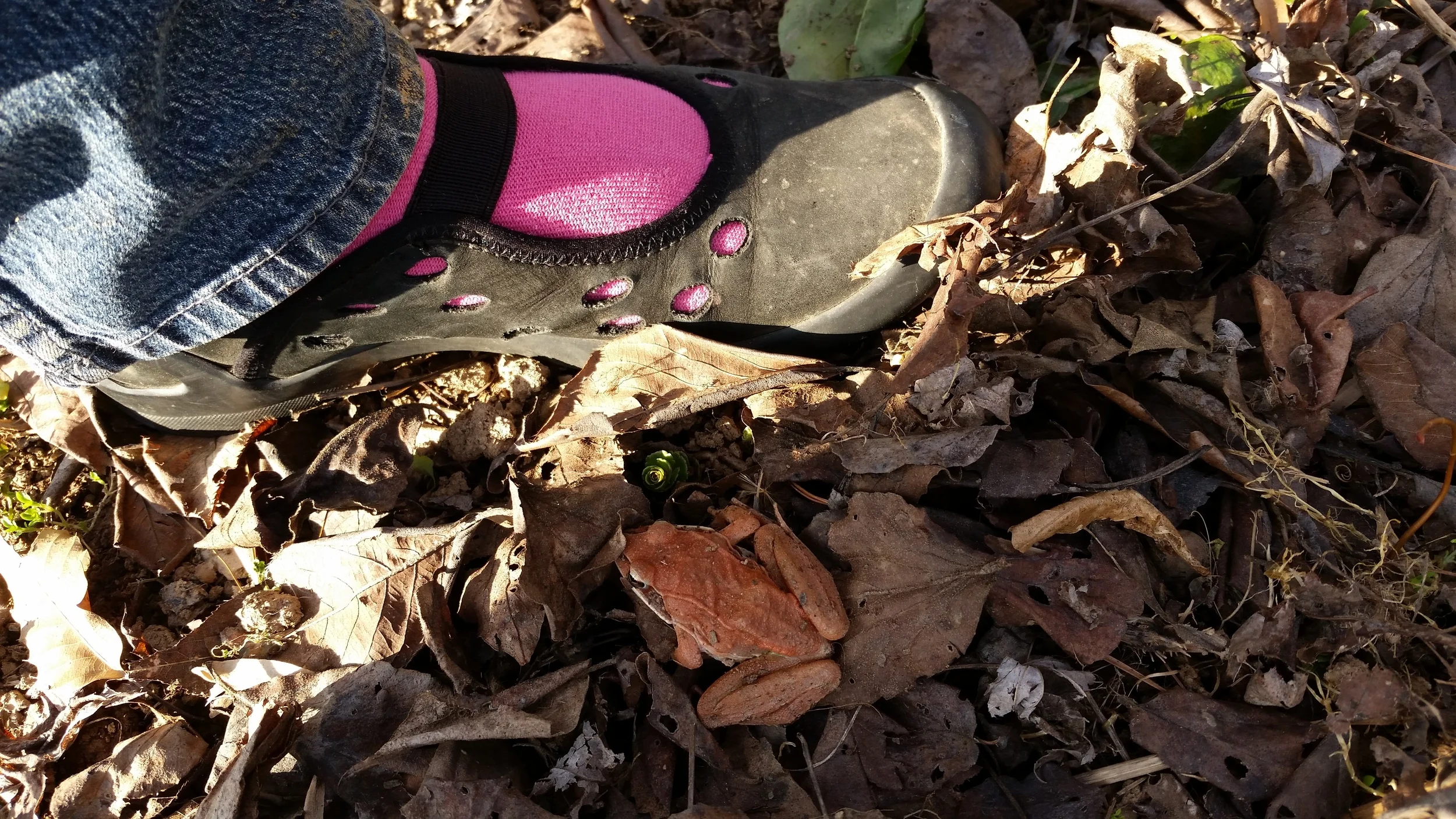 Another near miss while weeding.