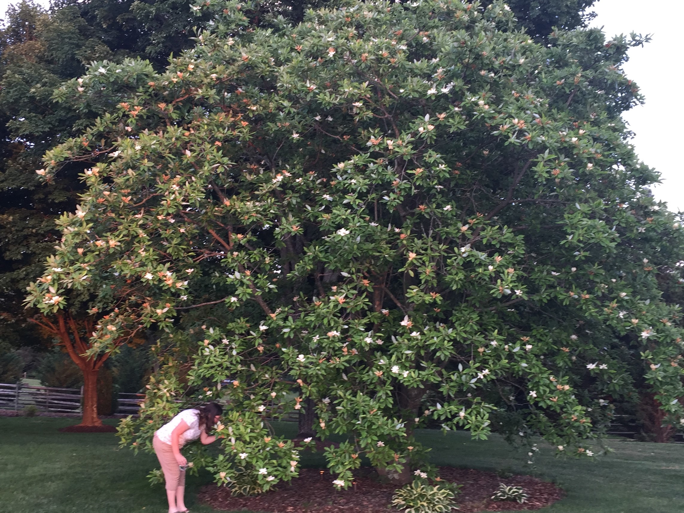 Sweetbay magnolia ( Magnolia virginiana) in a neighbor's garden. The scent is heavenly. I can't get enough of it.