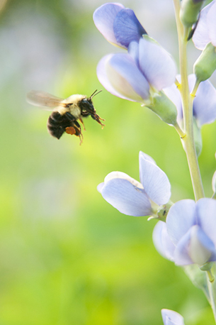 A bumble bee works its way up the blooms of Blue False Indigo (Baptisia australis). Photo: Justin Wheeler, the Xerces Society