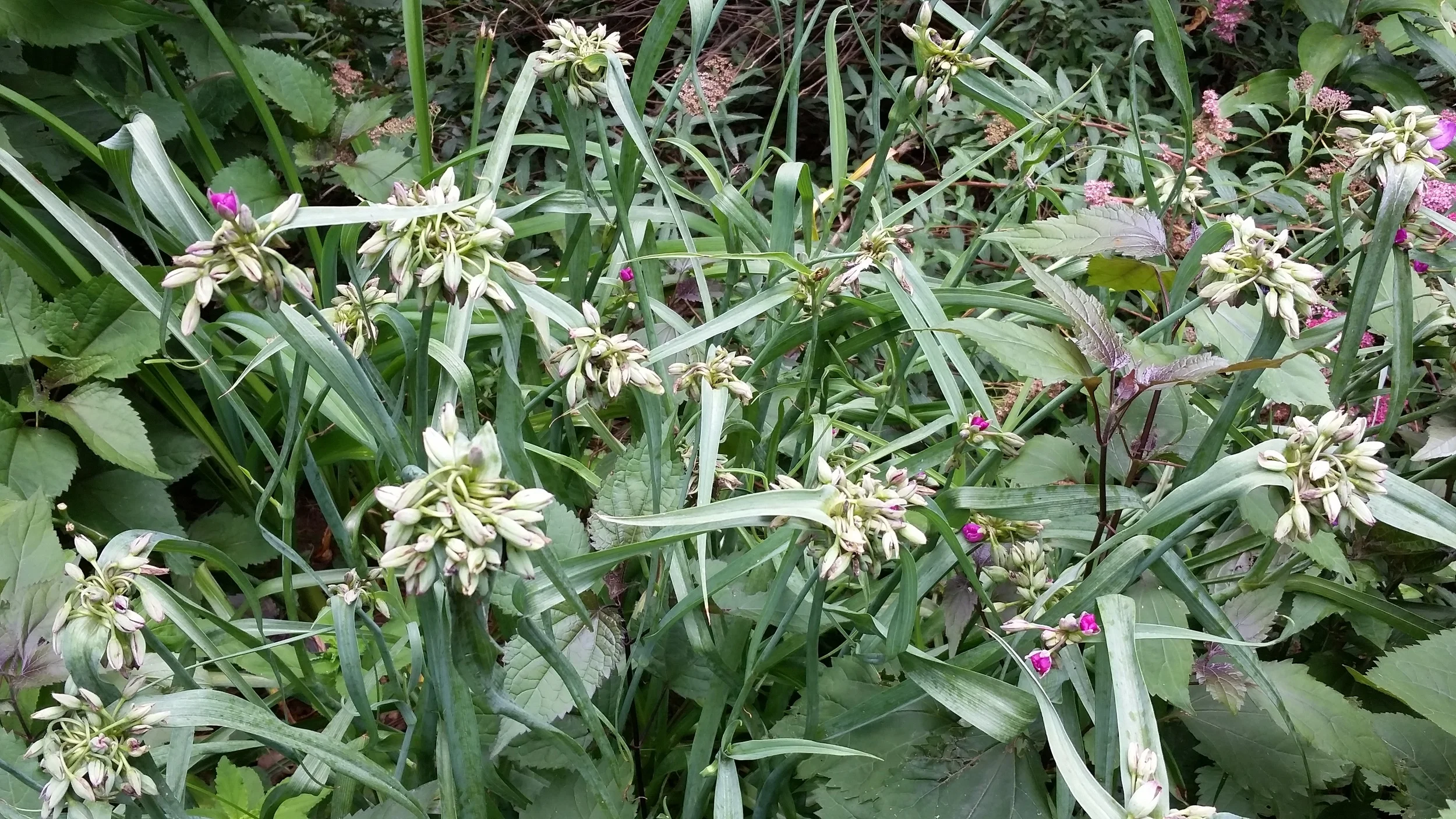 Photo taken about 2 PM after flowers have dissolved for the day.