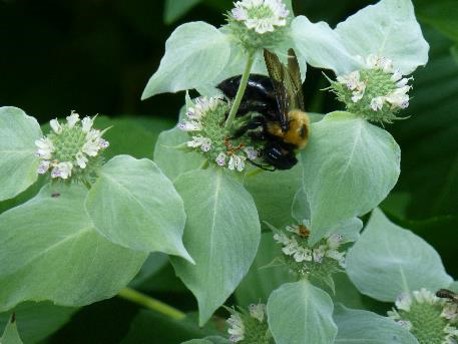 Short-toothed Mountain Mint, Pycnanthemum muticum