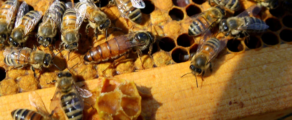 Can you spot the queen bee? Photo from montgomerycountybeekeepers.com