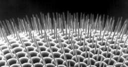 Bee's compound eye of many single eye units each of which sends it's view to the bee brain which combines the images. Each hair aids in determining the flight speed and direction of the bee. Photo: keeping-honey-bees.com