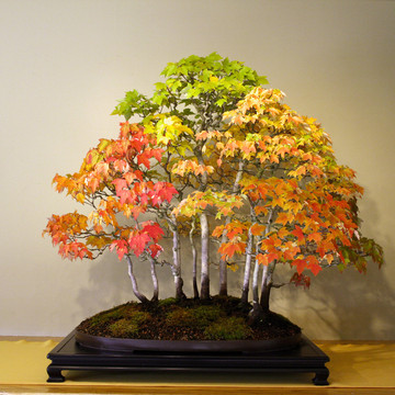  Autumn Bonsai: The Colors of Nature (opens this Saturday Oct. 29) Enjoy bonsai in their glowing autumn colors before the leaves fall away: a formal display of select trees during their peak fall colors, including red maples, yellow ginkgos, fruiting trees, and more.