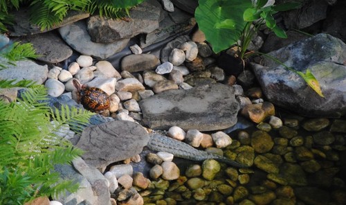 Real Eastern box turtle at Merikay's garden pond near plastic alligator friend.