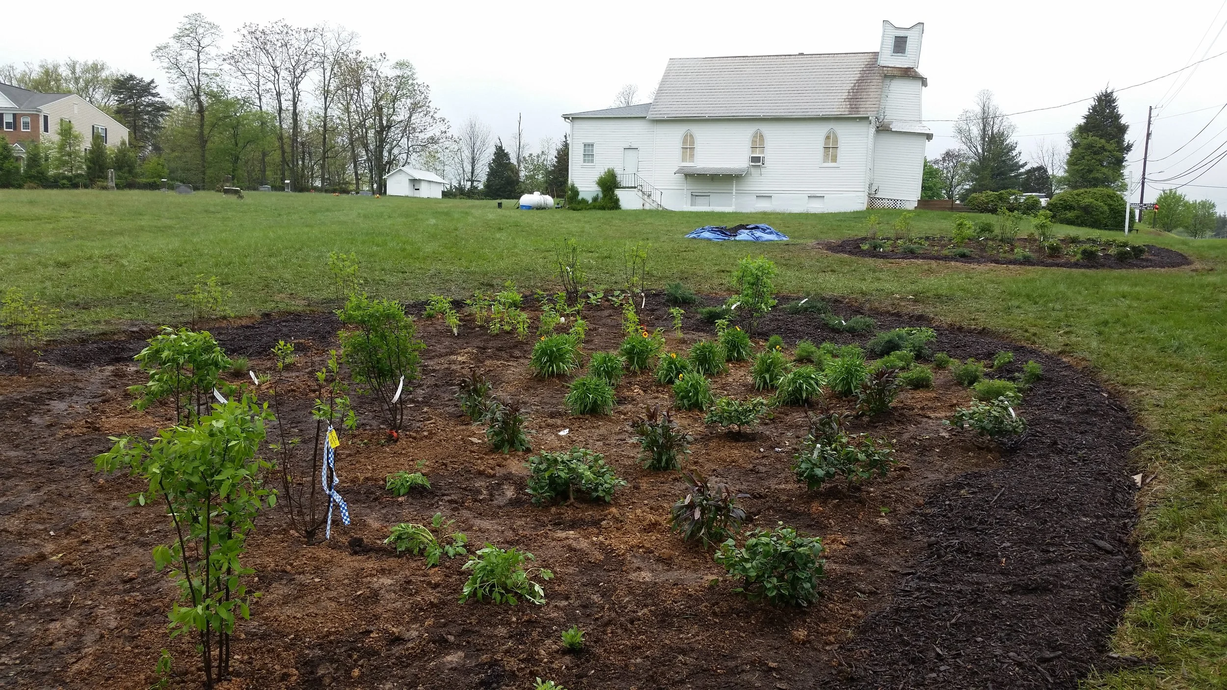 The same slope after our Earth Day volunteer event. A few gaps that still need plants and the entire center needs newspaper/cardboard and mulch. We'll also add some trees and a planted bed under the entrance sign.