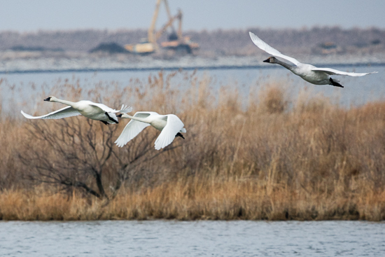 poplar island swans.jpg