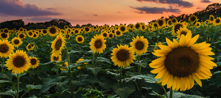 From McKee - Beshers Wildlife Management Area in Maryland