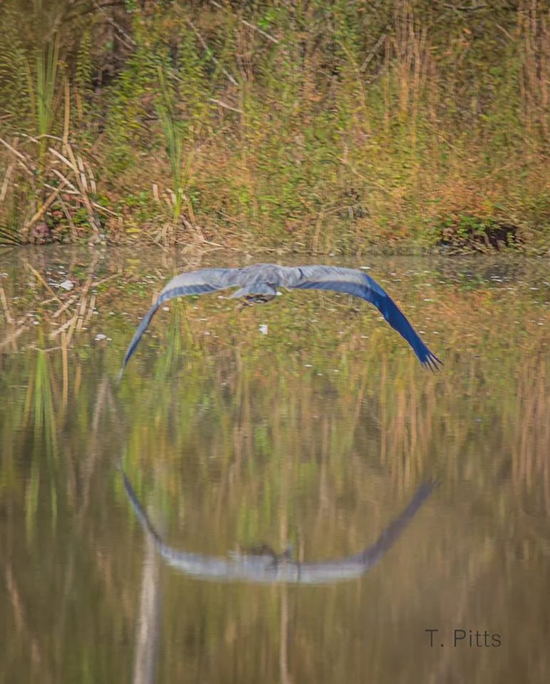 Photo by Terri Pitts