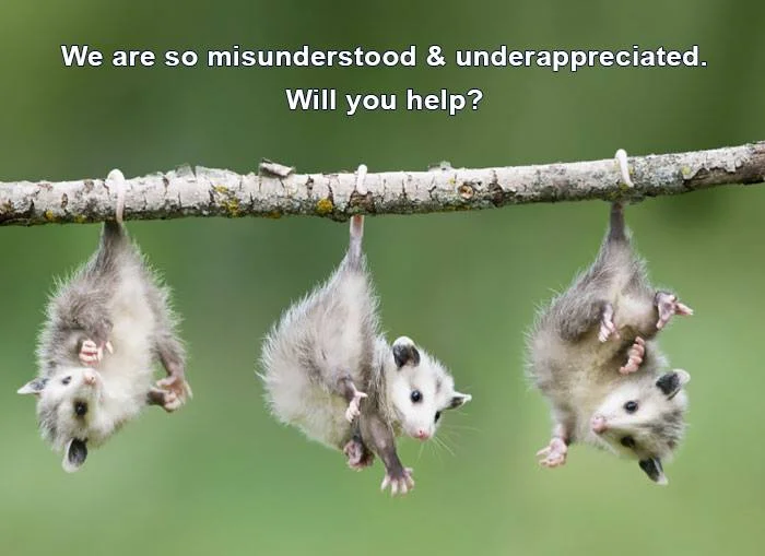 opossum help.jpg