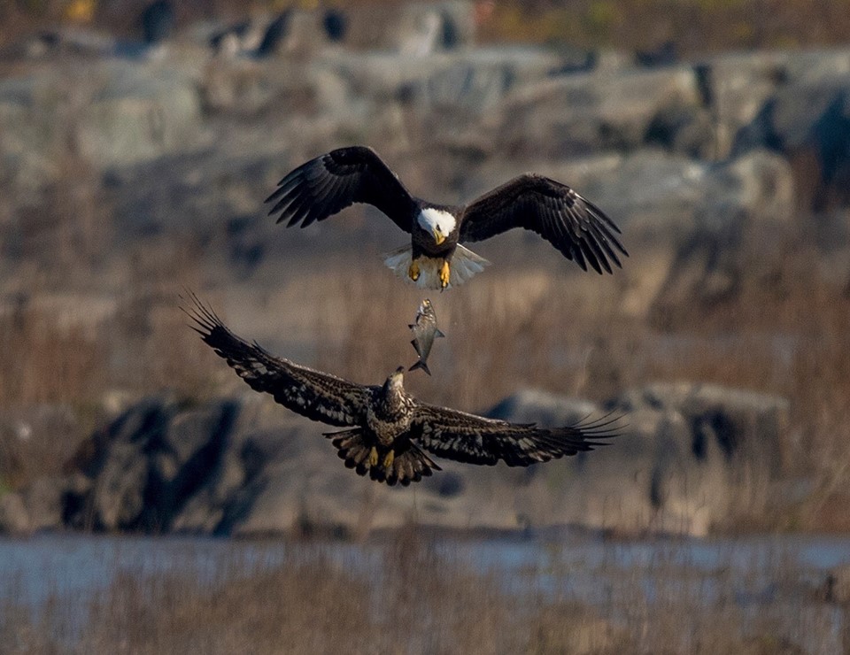 eagle fish sandwich R. Johnson.jpg