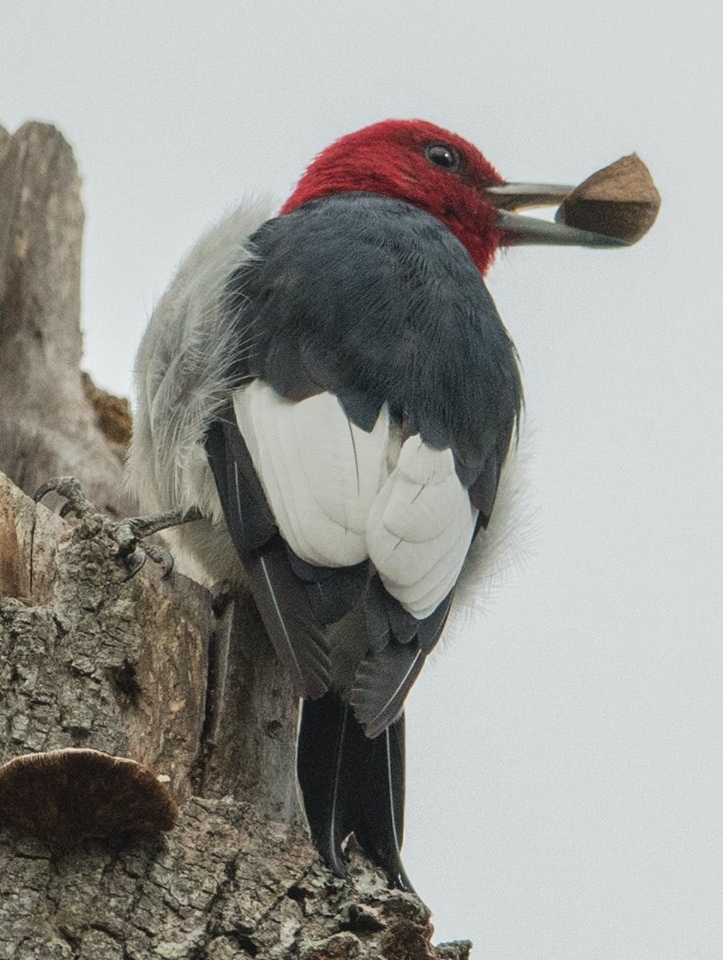 woodpecker.jpg