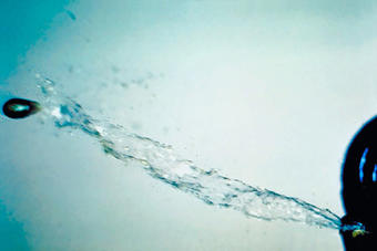 A dwarf mistletoe seed being shot out by built-up water pressure. Photo credit: U.S. Forest Service