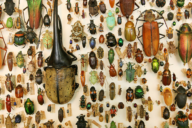 beetles.jpg