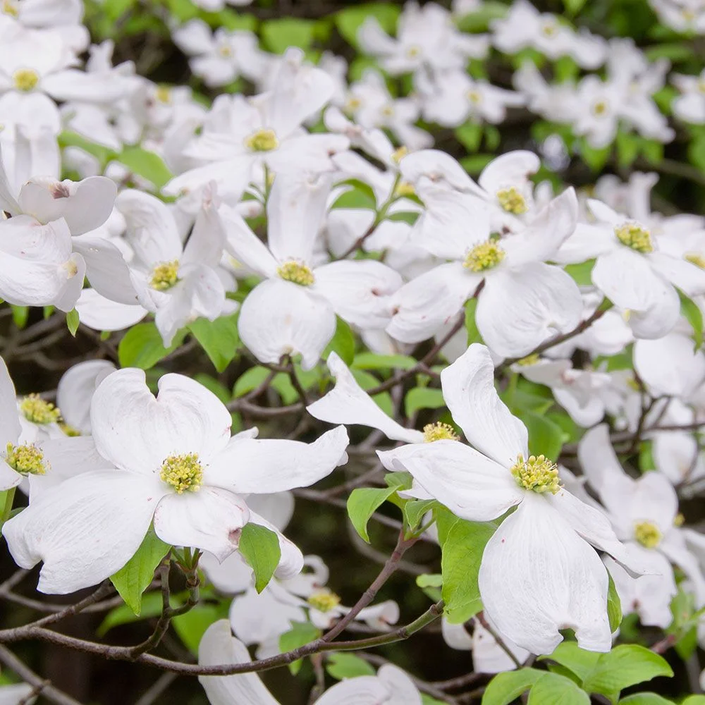 dogwood flower.Jpg