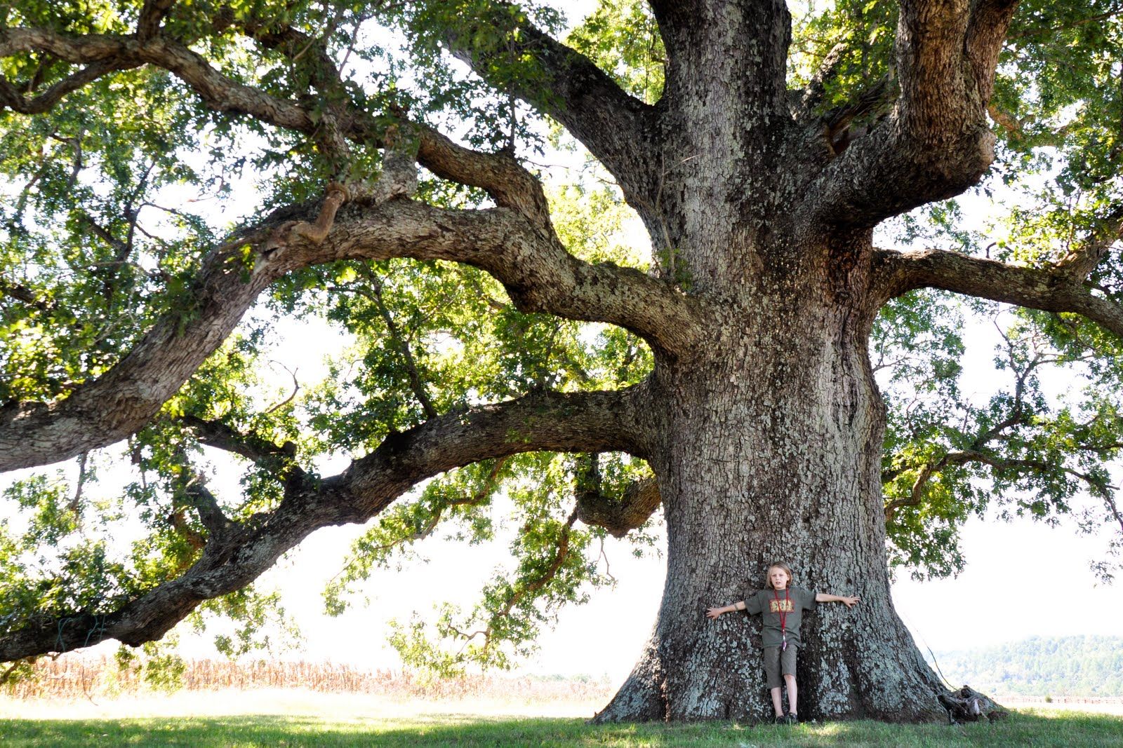 white oak MD state tree.jpg