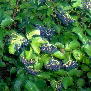 viburnum dentatum.jpg