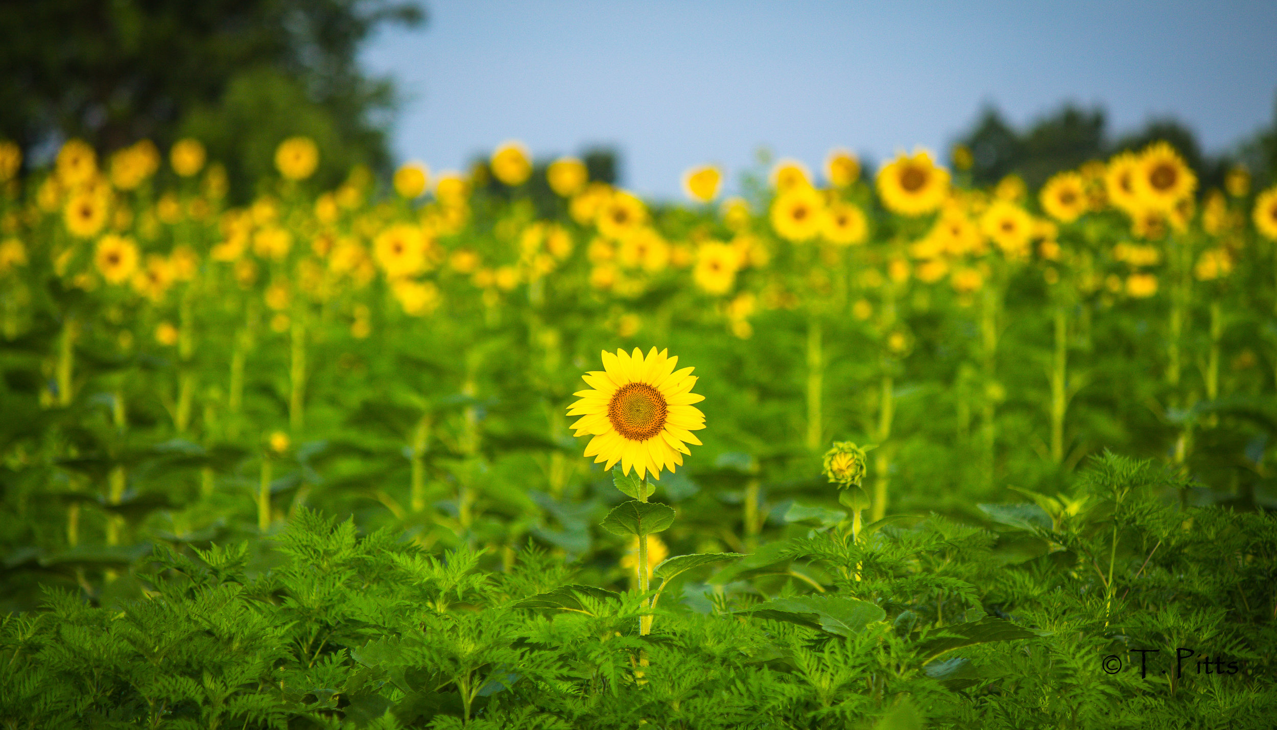 sunflower Terri Pitts.jpg