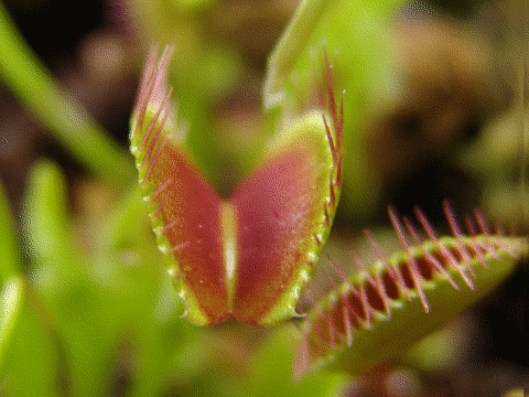 venus flytrap animation.gif