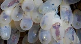 octopus eggs hutchinson.png