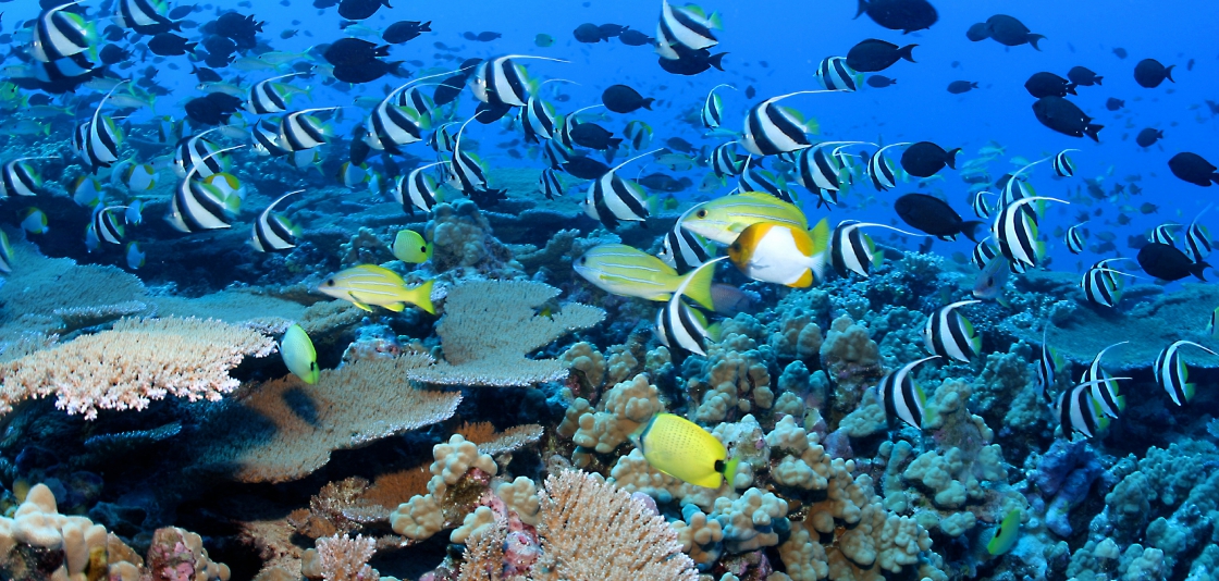 coral ecosystems reeffish, noaa.jpg