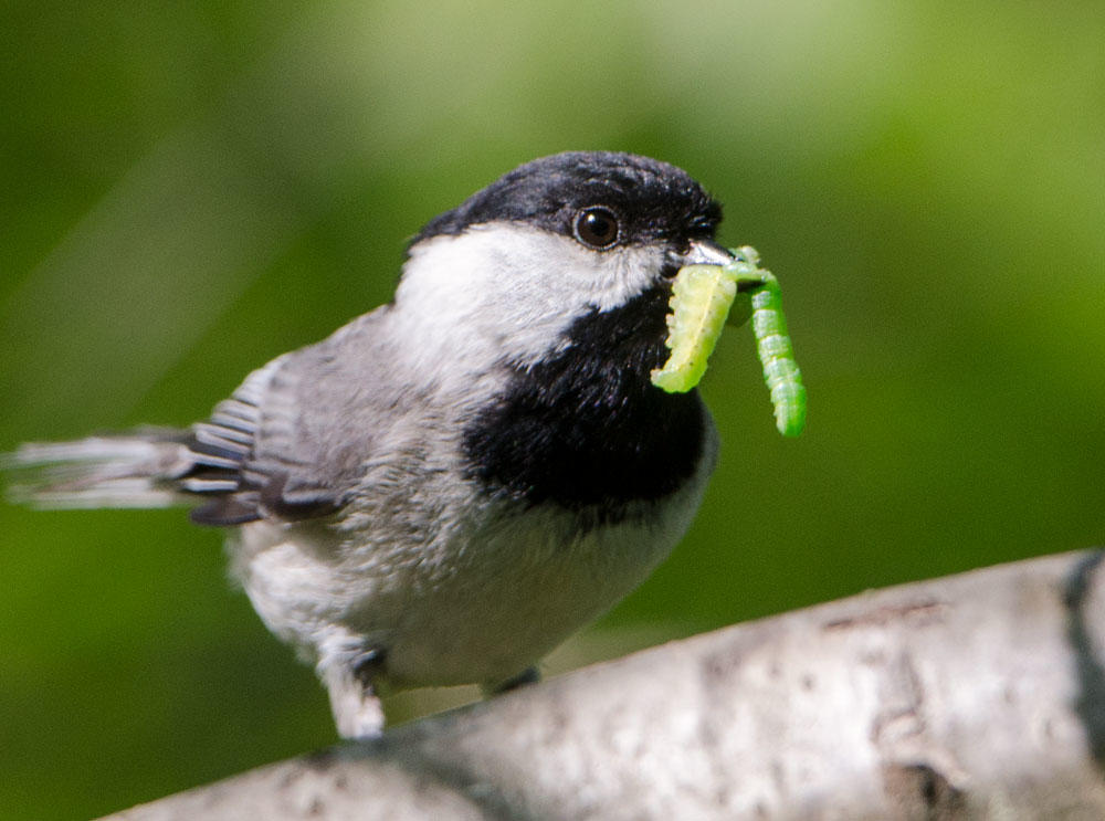 carolina-chickadee_douglas-tallamy-1.jpg