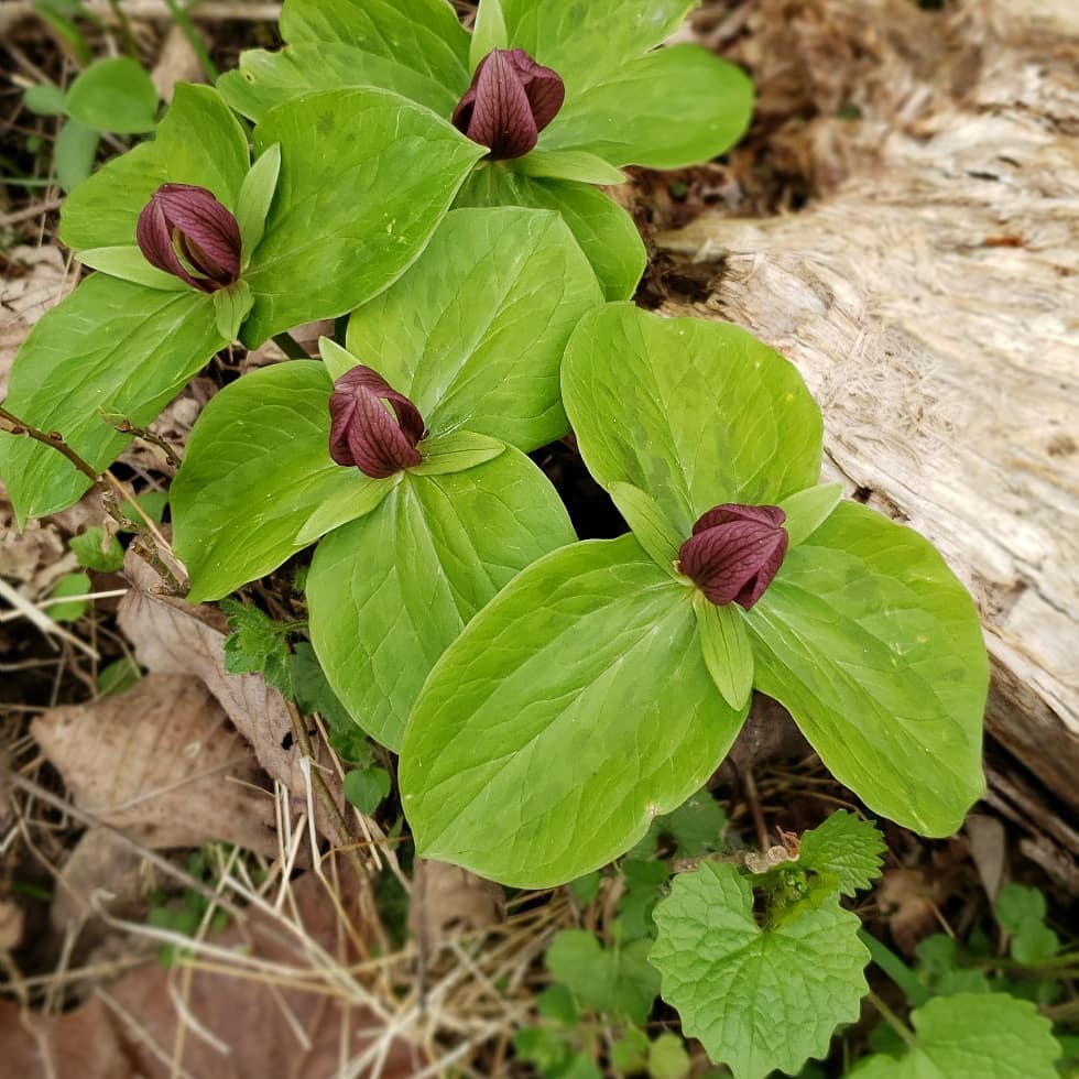 trillium red, lauren h..jpg