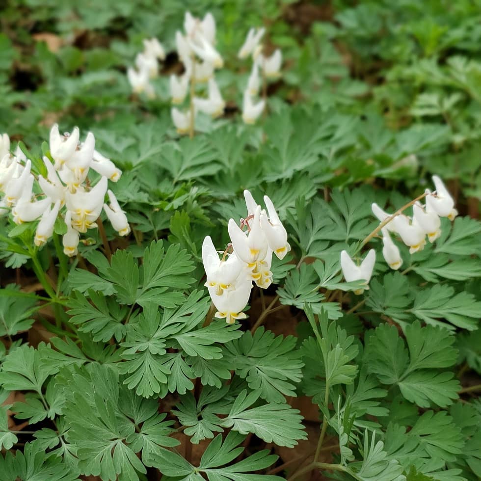 dutchman's breeches, lauren h..jpg