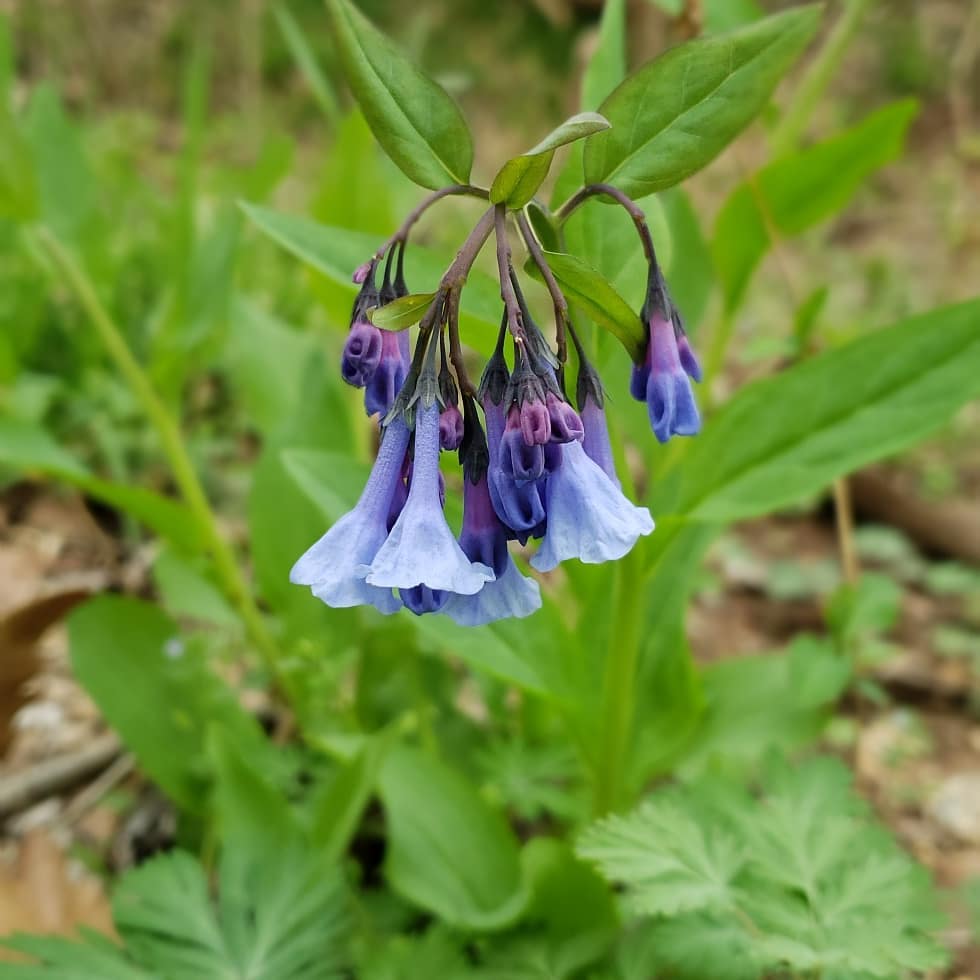 virginia bluebells, l hubbard.jpg